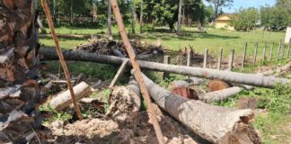 កំពតអ្នកតាវត្តធ្វើអ្នកកាប់ដើមត្នោតអោយឈឺធ្ងន់តែបែបន់ទៅអ្នកឈឺបានធូនិងសែនព្រេននៅកន្លែងដើមត្នោត