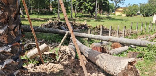 កំពតអ្នកតាវត្តធ្វើអ្នកកាប់ដើមត្នោតអោយឈឺធ្ងន់តែបែបន់ទៅអ្នកឈឺបានធូនិងសែនព្រេននៅកន្លែងដើមត្នោត