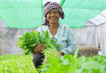 ADB អនុម័តកញ្ចប់ហិរញ្ញប្បទាន ៧២លានដុល្លារ គាំទ្រកសិកម្មធន់នឹងការប្រែប្រួលអាកាសធាតុ និងបង្កើនឱកាសរកចំណូលសម្រាប់ស្ត្រីនៅជនបទ ក្នុងប្រទេសកម្ពុជា