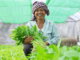 ADB អនុម័តកញ្ចប់ហិរញ្ញប្បទាន ៧២លានដុល្លារ គាំទ្រកសិកម្មធន់នឹងការប្រែប្រួលអាកាសធាតុ និងបង្កើនឱកាសរកចំណូលសម្រាប់ស្ត្រីនៅជនបទ ក្នុងប្រទេសកម្ពុជា